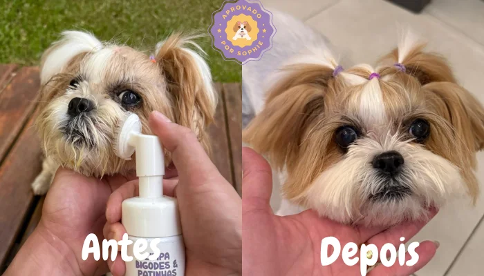 Cachorro no colo com tutor com Otospheres nas m�os