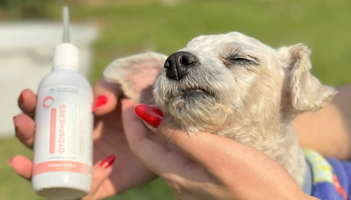 Cachorro no colo com tutor com Otospheres nas m�os