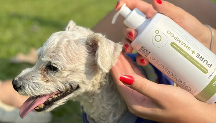 Cachorro no colo com tutor com Pure Shampoo nas m�os